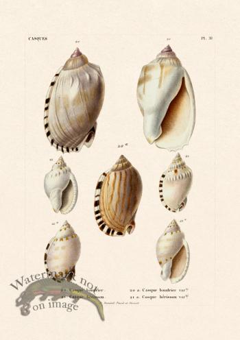 French Shell 030